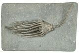 Fossil Crinoid (Macrocrinus) - Crawfordsville, Indiana #291799-1